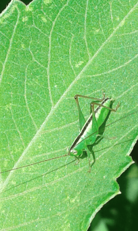 Conocephalidae?